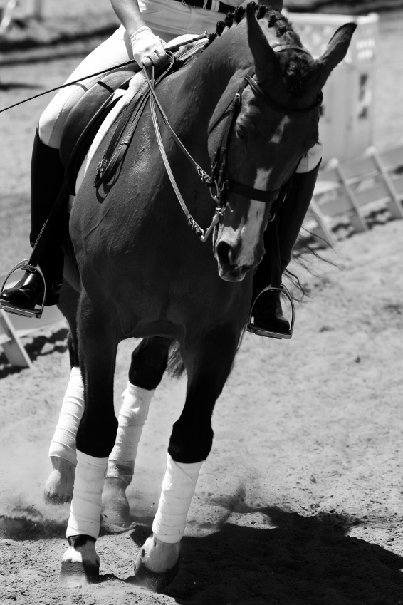 dressage horse in black and white