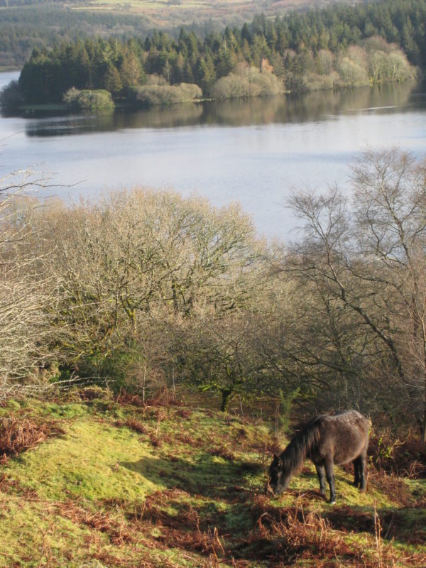 How Do Horses Thermoregulate When It Is Cold? Part I - Clarity Equine