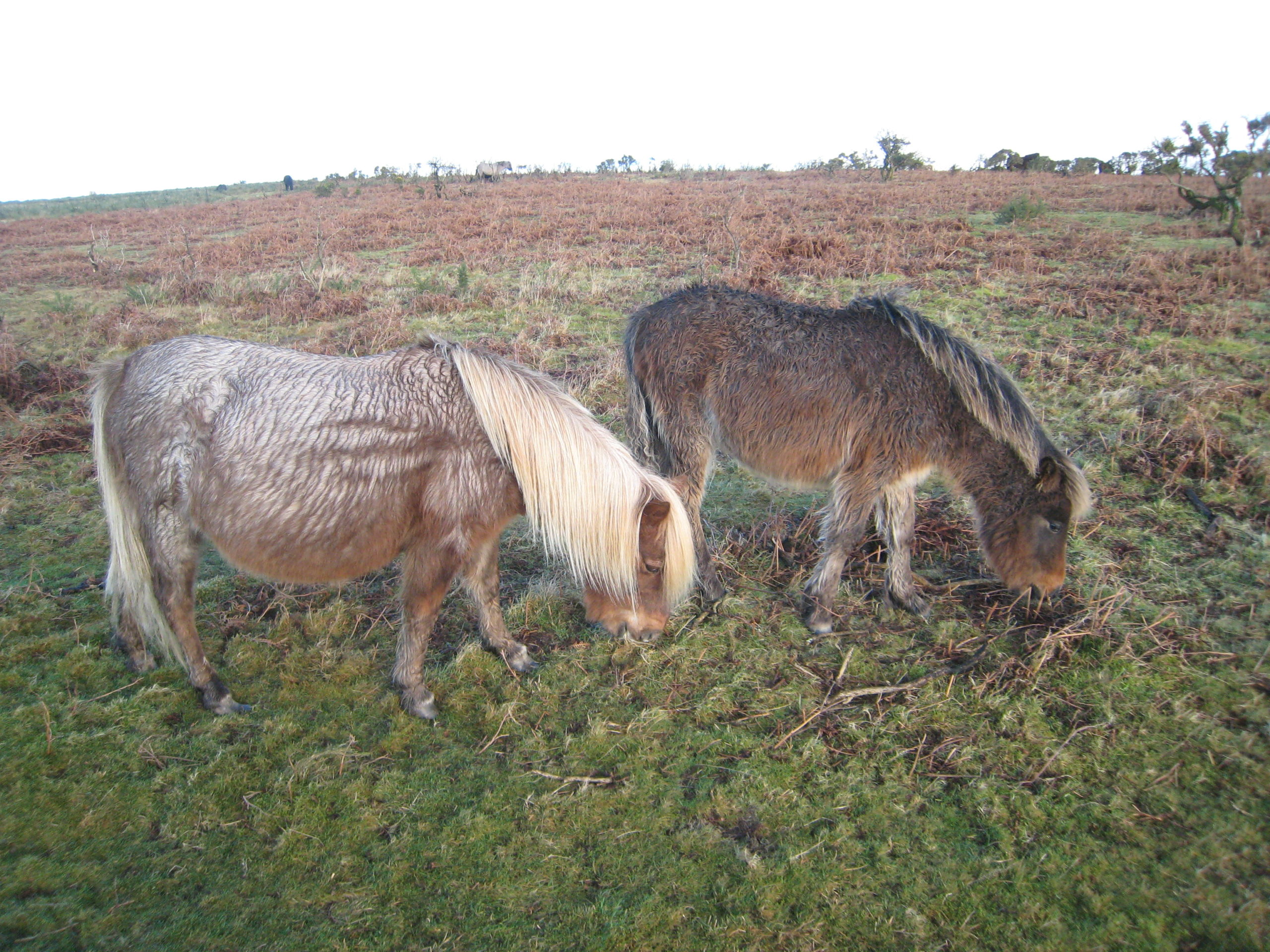 How Do Horses Thermoregulate When It Is Cold? Part II - Clarity Equine