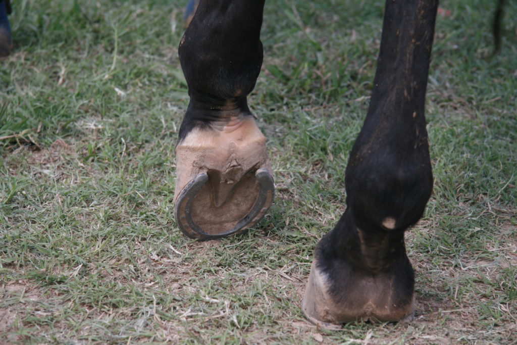 Managing Hoof Abscesses Clarity Equine Nutrition
