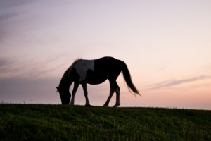animal-silhouette-horizon-horse